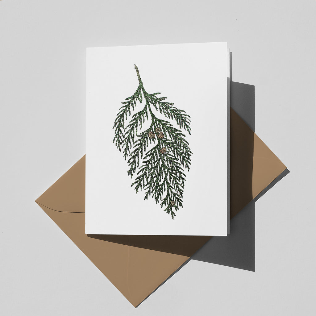 10 pack: Cedar Sprig cards