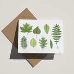 WS Ten pack: Deciduous Trees
