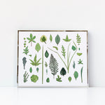 Botanical Collection