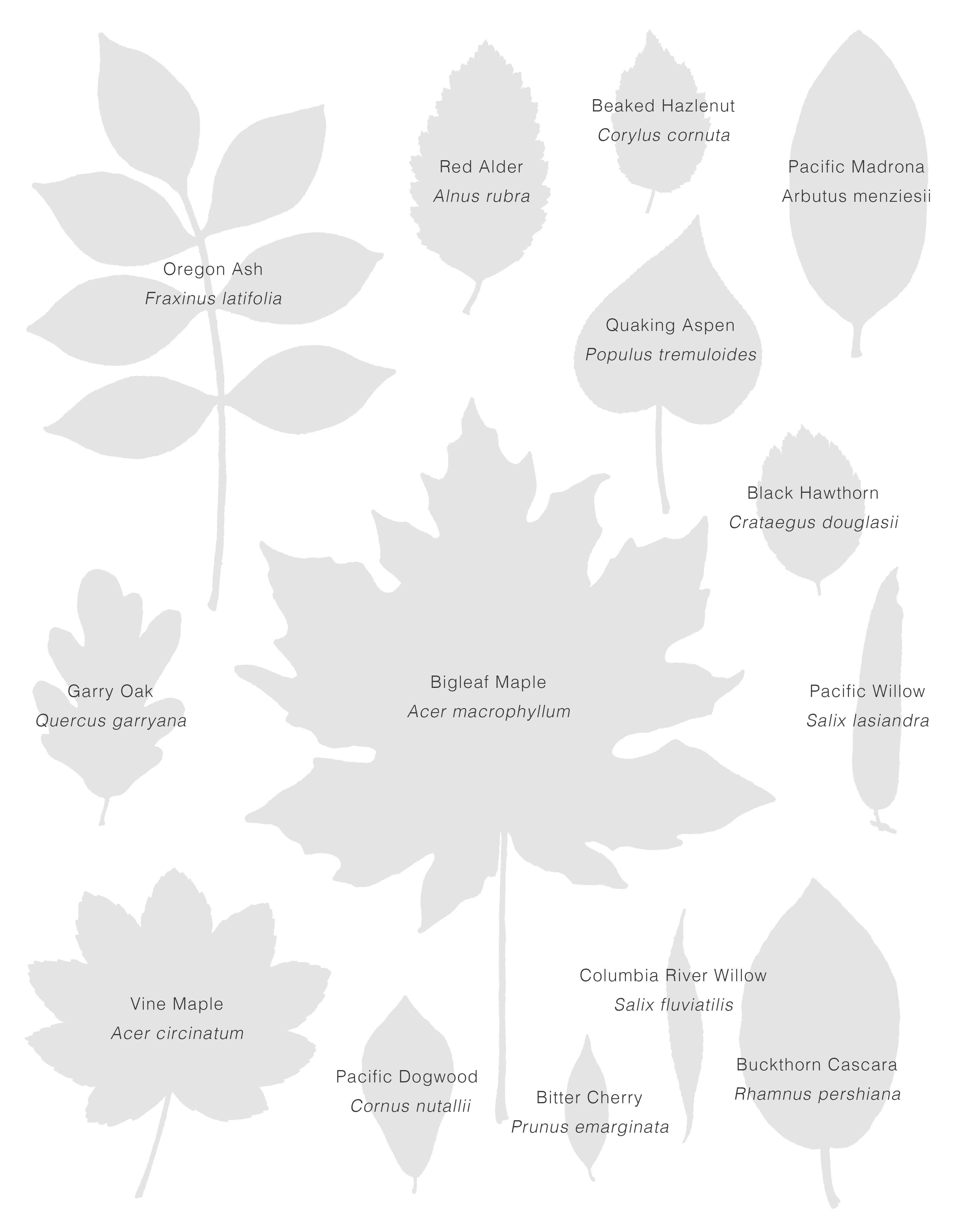 Native Deciduous Trees of the Pacific Northwest