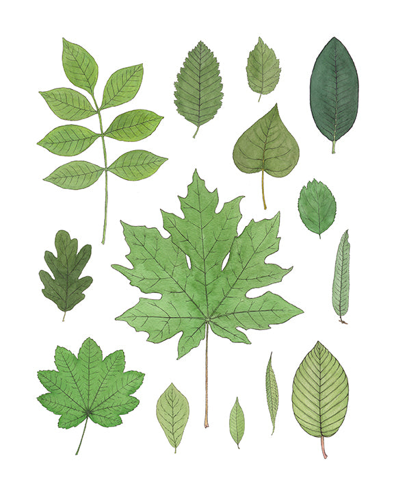 Native Deciduous Trees of the Pacific Northwest