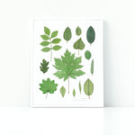 Native Deciduous Trees of the Pacific Northwest