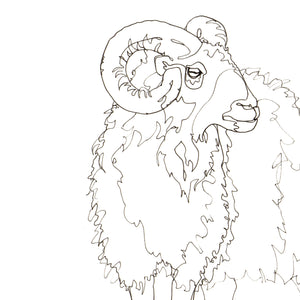 Sheep Studies